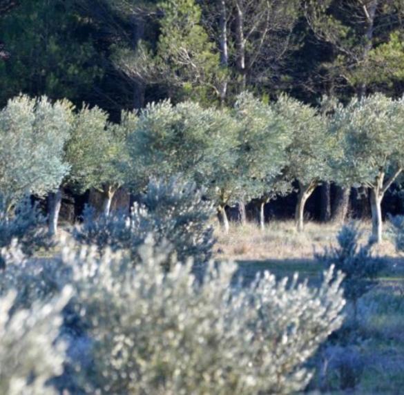 Les Cabanons Sainte Victoire Ξενοδοχείο Εξωτερικό φωτογραφία